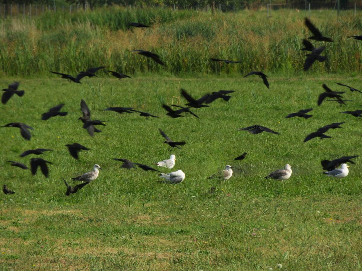 La_nature_vous_attend_aux_Confines_-_Corbeaux_et_Mouettes.jpg