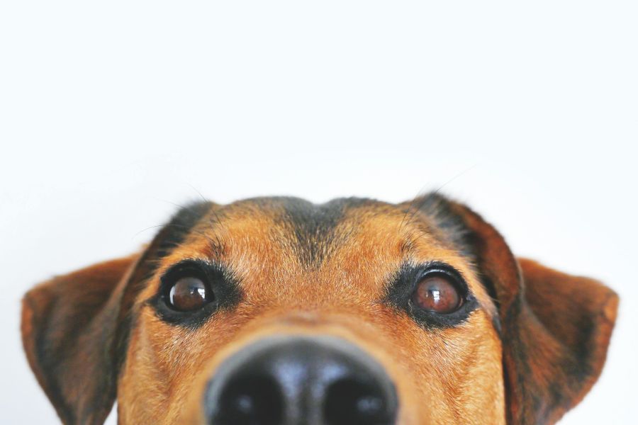 chien.jpg