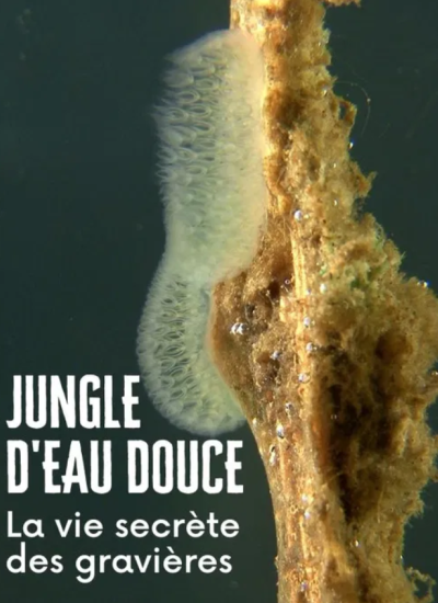 Jungle_deau_douce.png
