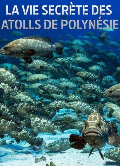 Polynesie.jpg