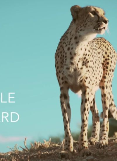 Guepard.jpg