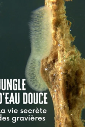 Jungle d'eau douce.png