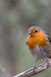 Rouge gorge.jpg